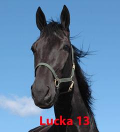 lucka-13