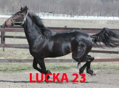 Lucka-23