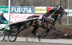 Den vindsnabbe superhästen Jaded ledde vår segerliga två år efter att han slutat tävla. Foto; A.Lindblom/Travkompaniet