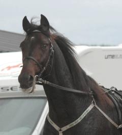 Orecchietti-131009-3