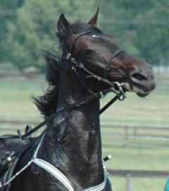 Orecchietti-130619-3