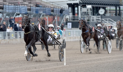 Önas Prince gör årsdebut på fredag på V75® i Prins Carl Philips Jubileumspokal. Foto av Lars Jakobsson TR Bild