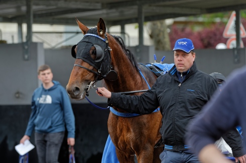 Richard Westerinks Etonnant finslipar formen i Caen – sedan väntar Elitloppet på Solvalla. Foto av Jean-Luc Lamaère-LeTROT