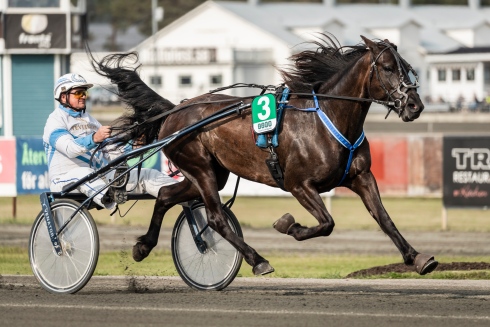 Karlsson i sulkyn bakom Alfa Lina. Foto av Lena Emmoth, TR Bild