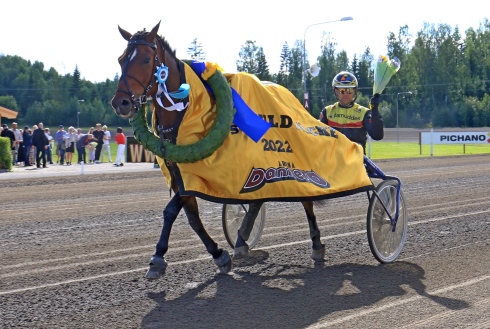 Mats E Djuse bakom landets främsta kallblodssto Stjärnblomster. Foto av TR Bild