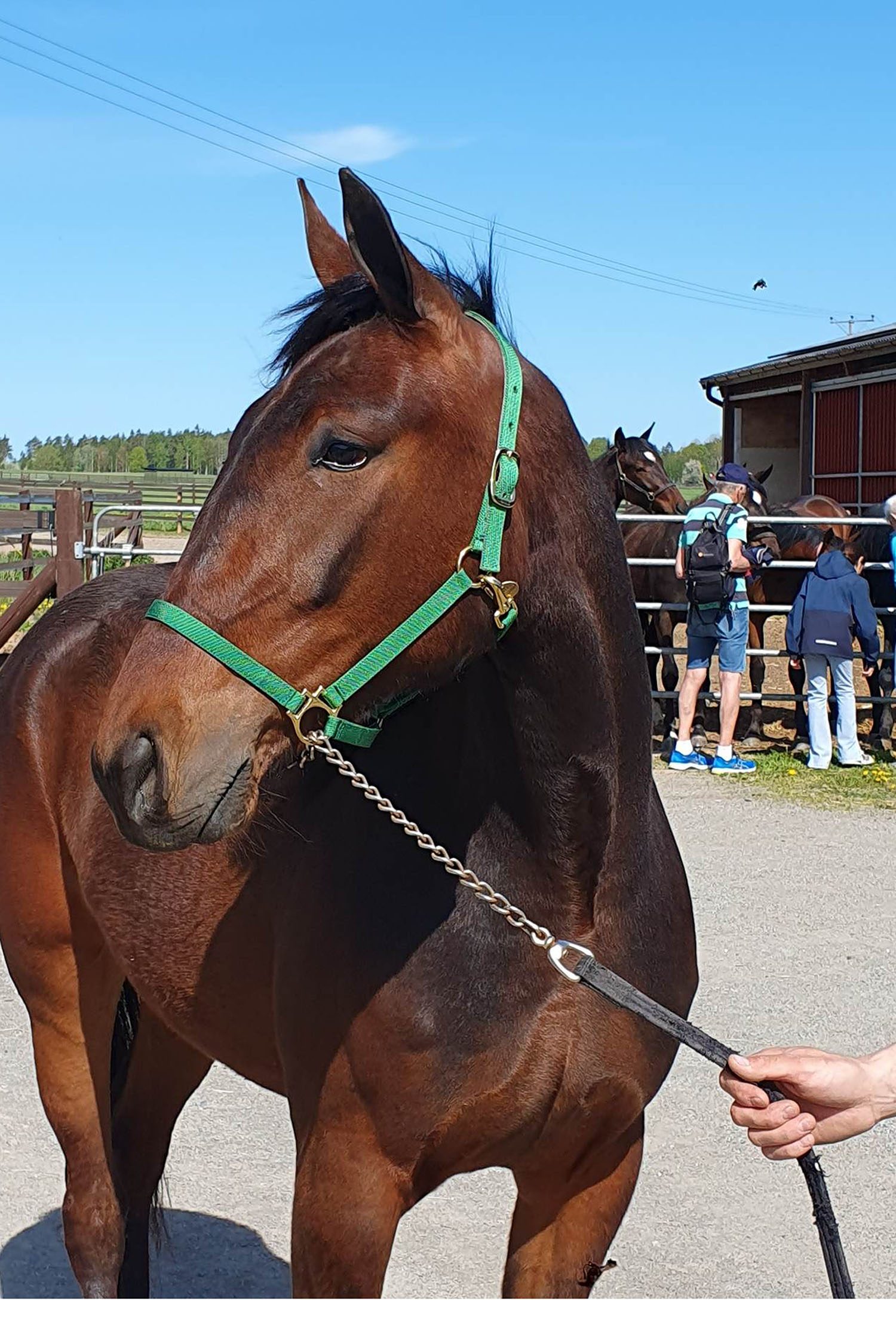 Stallets nya häst, G.B.G Postponed kikade sig nyfiket omkring. Foto: A.Lindblom