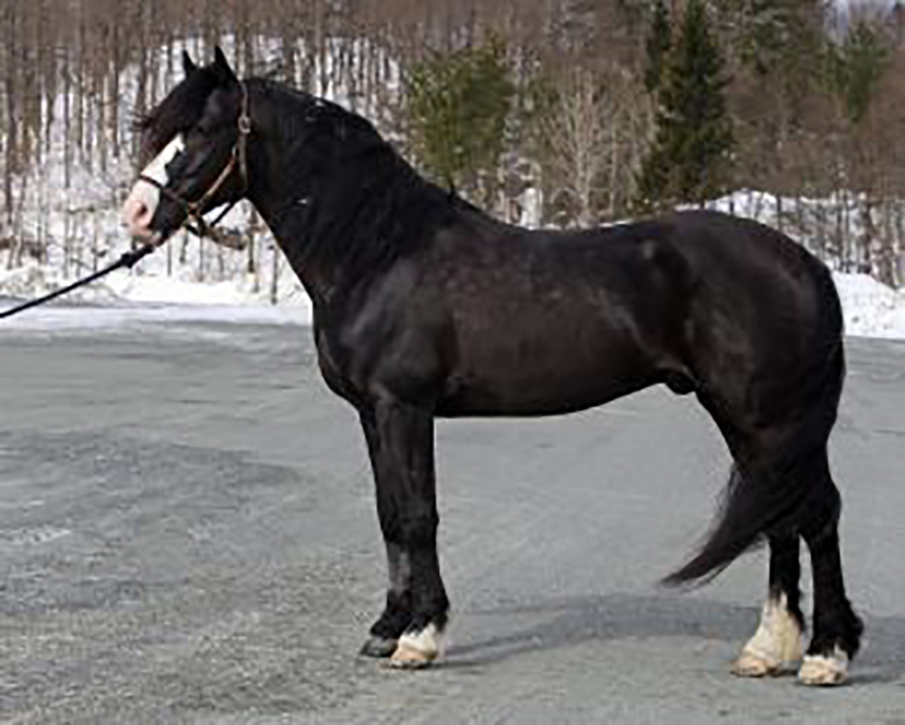 Tekno Odin. Foto; Breedly.com