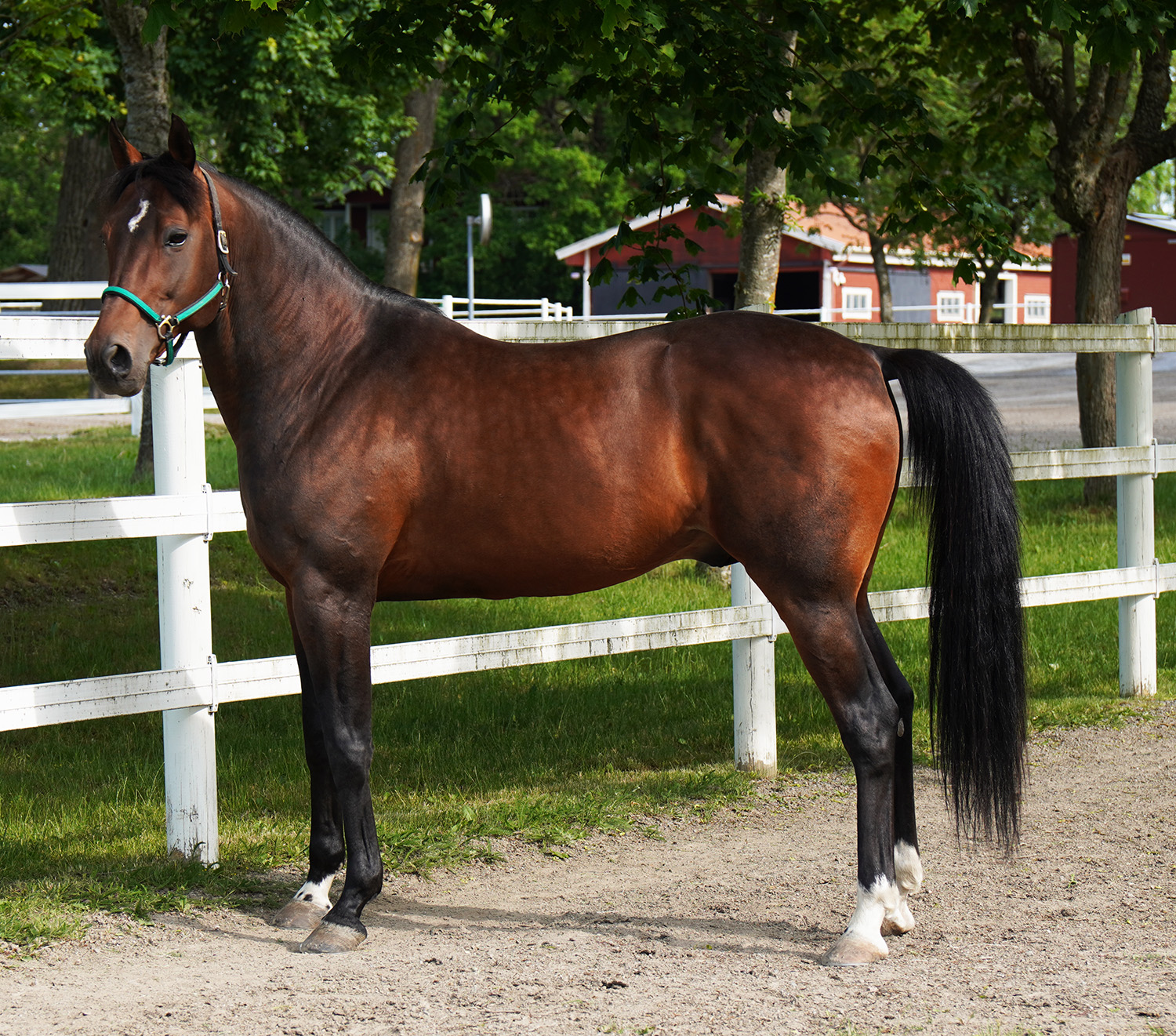 Who's Who vinnare av fem miljonlopp. Foto: A.Lindblom