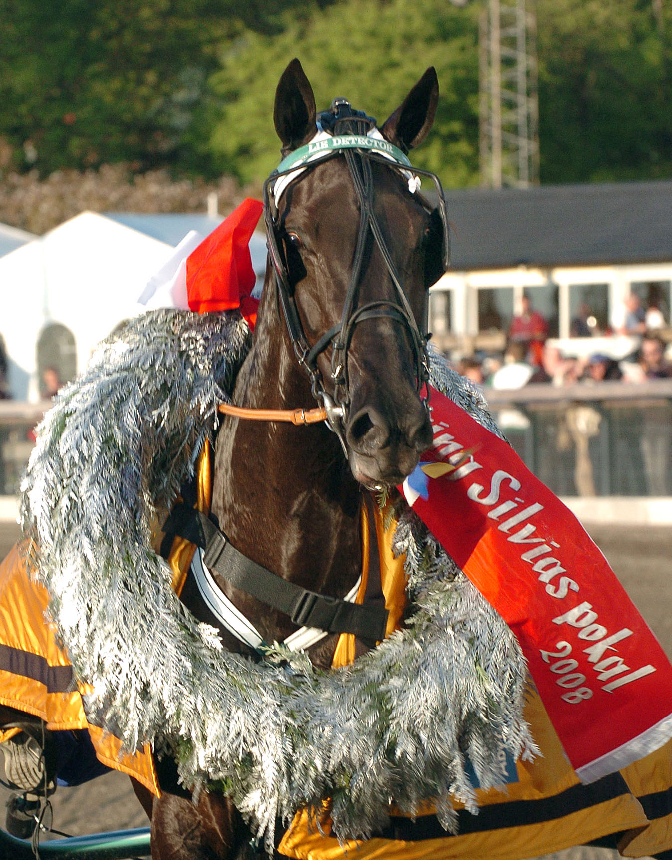 Kulldrottningen Lie Detector efter segern i Drottning Silvias Pokal. Foto: C.K&auml;rrstrand