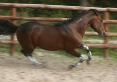 Shergar-Grobois061021-6