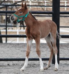 Itty Bitty gjorde sin sista start på nyårsafton 2006. Här är hennes förstfödde, en hingst efter Viking Kronos.