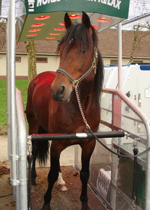 shergar-boko-011