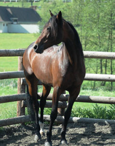 Shergar