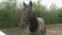 Likt Hannibal Lector i filmen "N&auml;r lammen tystnar" s&aring; m&aring;ste Quarcio du Chene f&ouml;r allas s&auml;kerhet ha en munkorg av j&auml;rn. Foto: Kanal 75