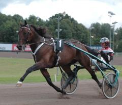 Maharajah tog ett steg närmare Prix D´Amerique i lördags. Foto: Travkompaniet 