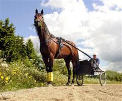 iceland-och-tarzan-lj_101011_163916