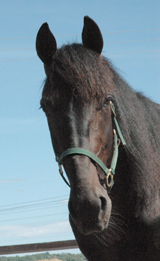 Orecchietti-110526-3