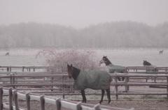 Som alltid är det mycket tid i hagen för Ytterstas hästar. Foto; A.Lindblom/Travkompaniet