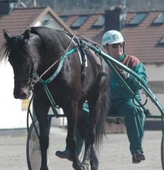 Stefan bakom sin drömhäst, Panne De Moteur. Foto; A.Lindblom/Travkompaniet