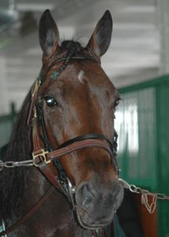 Maharajah – vår femte Elitloppshäst!!  Foto; A.Lindblom/Travkompaniet