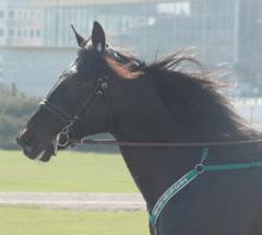 Panne De Moteur kommer också till Elitloppet. Foto; A.Lindblom/Travkompaniet