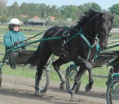 Panne De Moteur laddar nu mot sin livs uppgift, Elitloppet! Foto; A.Lindblom/Travkompaniet