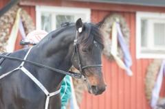 Orecchietti imponerade i sin comeback på midsommardagen. Foto av THOMAS BLOMQVIST