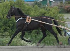 Foto: Annika Lindblom, Travkompaniet