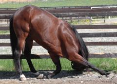 Laughing-Stock-070515-4