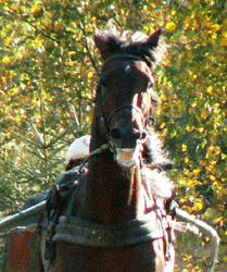 shergar-051010-2