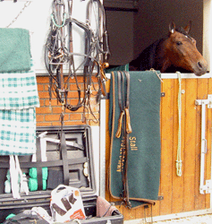 Shergar-frankrike06-4
