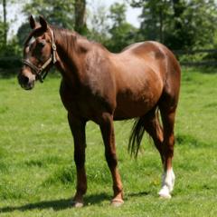 Ourasi-1