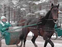 Jaded trivs med livet och ser ruggigt fin ut i träningen. Foto: Travkompaniet