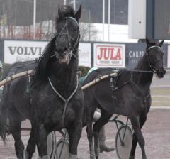 Skönheten och odjuret? Nej, Merriment och Lie Detector. Foto: Travkompaniet