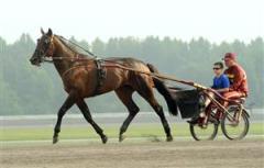 Holiday Road och Gregory Peck fick s&auml;llskap av Pecks son Brendan under onsdagens tr&auml;ningspass. Foto: Lars Jakobsson