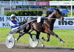 Joakim Lövgrens topphäst Brioni startar i Frankrike på torsdag. Foto: Claes Kärrstrand