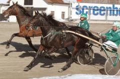 Invändige Orecchietti genrepar inför kvalloppet på onsdag. Foto: Travkompaniet