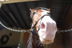 jokeface1_100927_16757