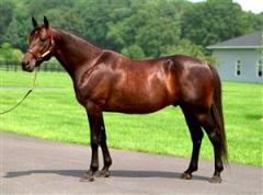 valley_victory_ck_110305_17944