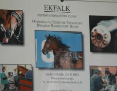 Anders Ekfalks klinik, bäst i landet på halsproblem för häst. Foto; A.Lindblom/Travkompaniet