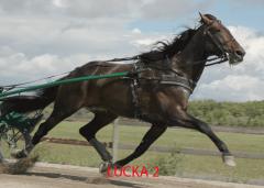 lucka-2