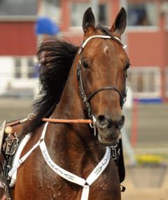 Maharajah. Foto; C.Kärrstrand/Hingstfotografen