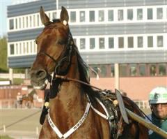Jocose imponerade på sin tränare Stefan Hultman i torsdagens träningsjobb på Solvalla. Nästa start är beräknad till 17 maj och därefter kan det bli Elitloppet. Foto: Lars Jakobsson.