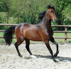 Shergar