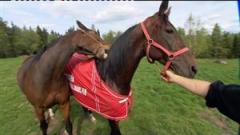 horse_080513_164233