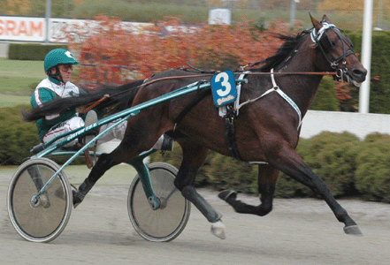 Laughing Stock galopperade bort en hygglig placering senast.Foto: Annika Lindblom