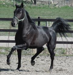 Merriment travar vidare i Breeders Crown. Foto: Travkompaniet