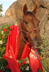 sissel_godiva_mh_081211_145126