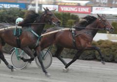Viking Kronos-sönerna, invändige Maharajah och Triton Sund finslipade på formen i snabbjobb på Solvalla igår. Foto: Travkompaniet