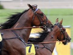 Yogi Bear Boko. Foto: Lars Jakobsson.